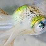Squid Study Unveils Growth Physics Insights