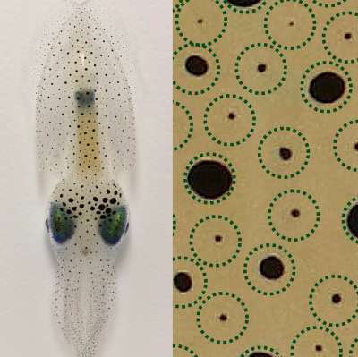 Squid Skin Study Unveils Growth Physics Insights